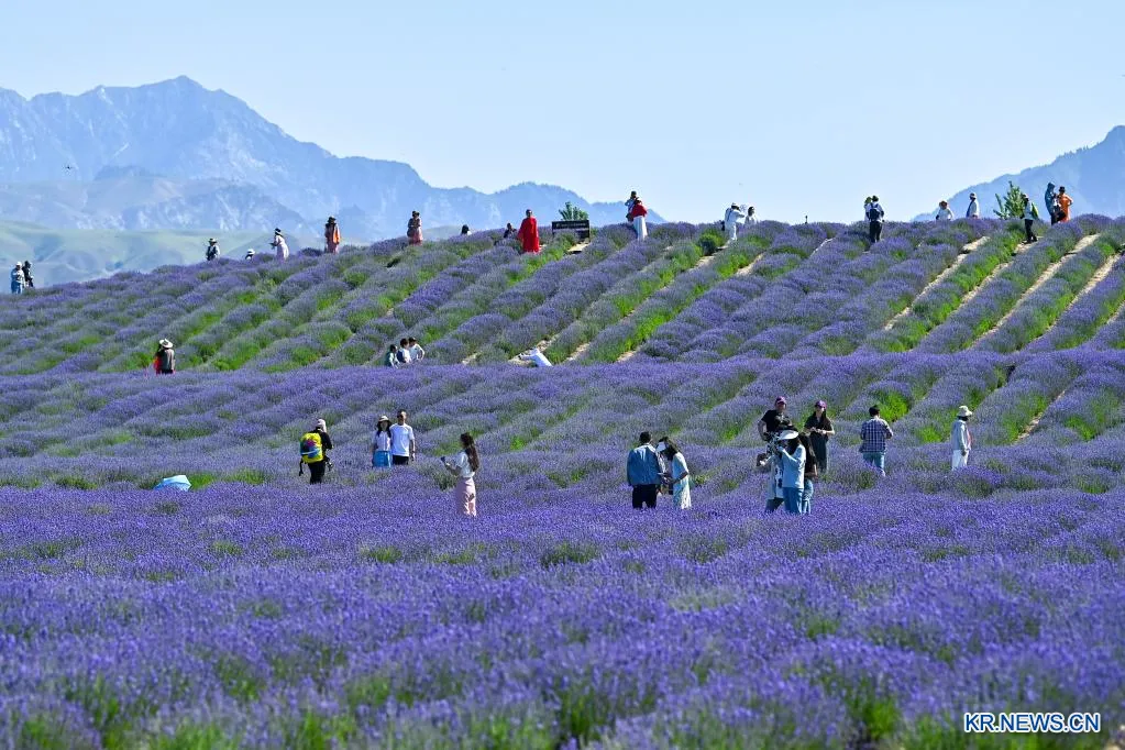 라벤더 재배 배수 확보 햇빛 관리 향 오래 유지_1