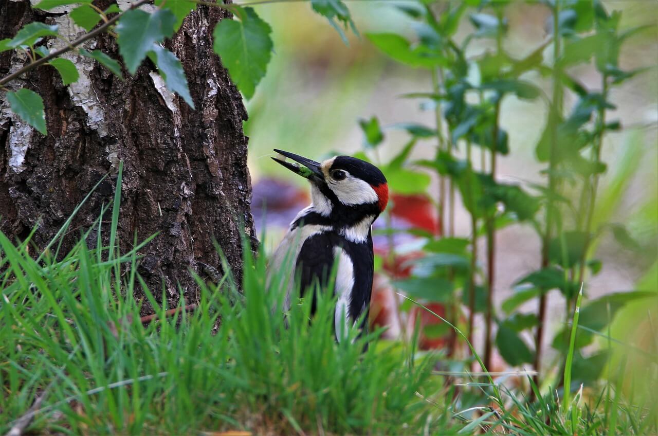 조용히 사라졌기에 더 아픈 이름, 뉴칼레도니아뜸부기
