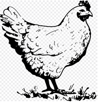 닭띠 2025년 운세