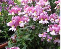 네메시아 이미지 사진