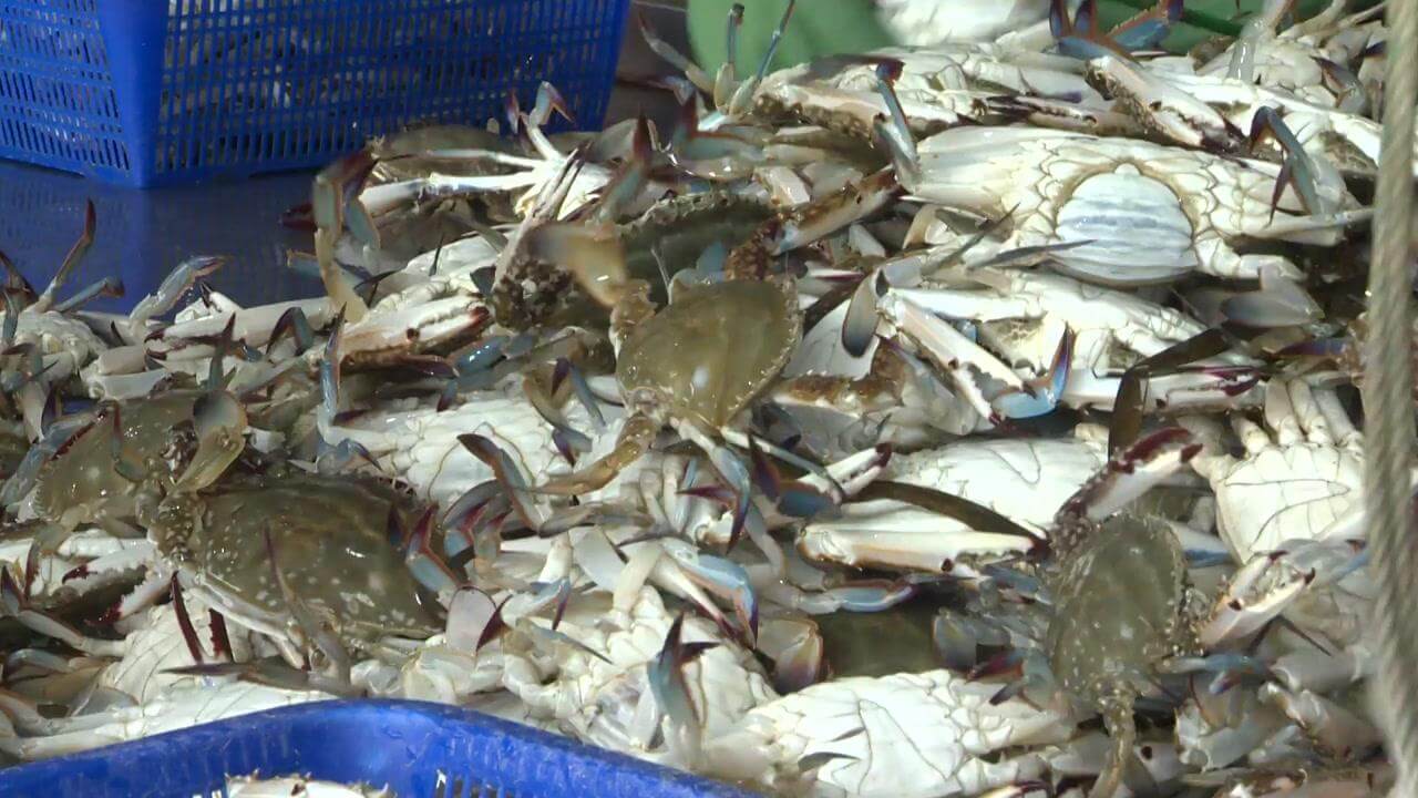 극한직업 진도 꽃게 택배 주문하기 