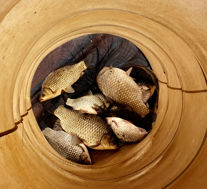 낚시로-잡은-붕어-사진