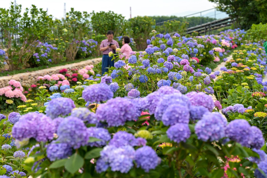 장생포 오색 수국정원, 겹벚꽃 부터 서부해당화, 철쭉, 라벤더까지!