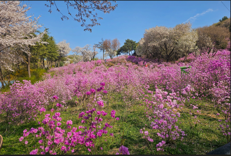 [3,4월 축제]원미산 진달래축제❘진달래 동산 3월, 4월 방문 후기