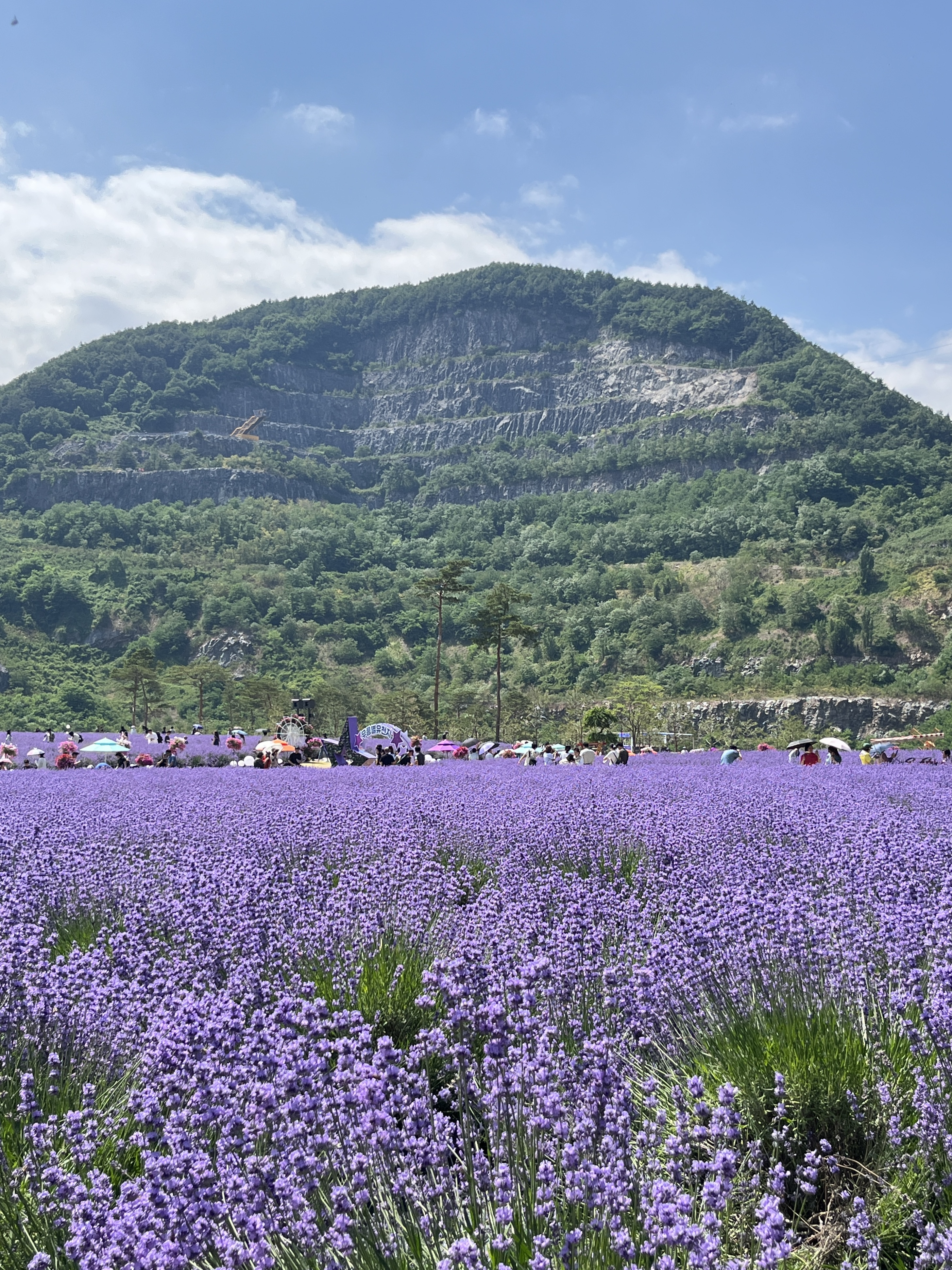 무릉별유천지 라벤더