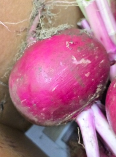 제주-복숭아순무