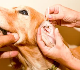 강아지 귀 진드기 검은 찌꺼기 원인&amp;#44; 증상 및 치료법