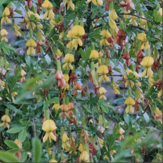 골담초 효능 및 활용법 섭취량과 주의점