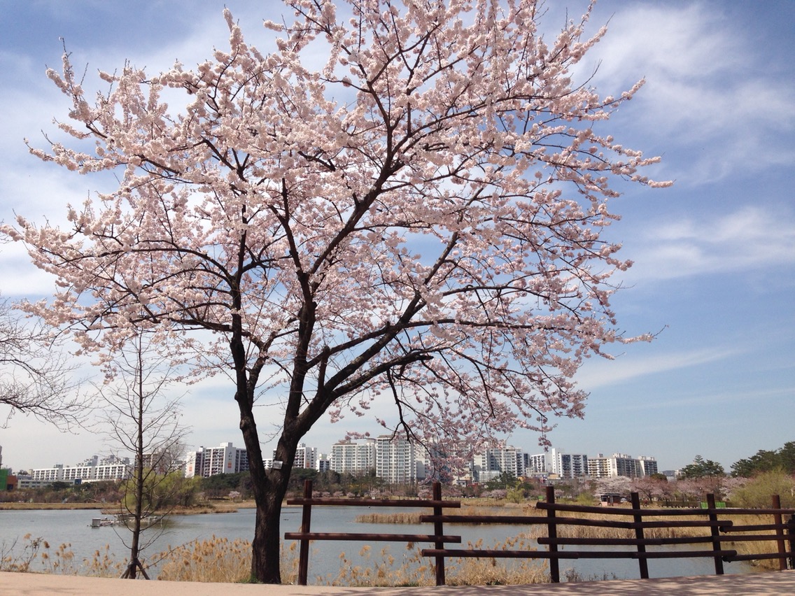 만석공원 벚꽃2