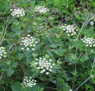 방풍나물 효능 부작용 요리 고르는법 칼로리