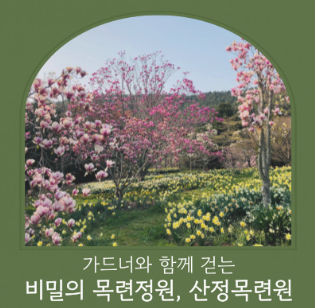 비밀의 목련정원/산정목련원