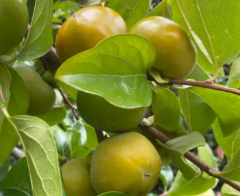 단감 효능&amp;#44; 단감 10kg 가격