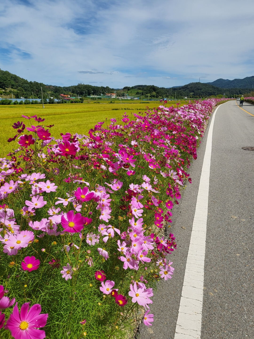 가덕 코스모스 (청주 코스모스길)