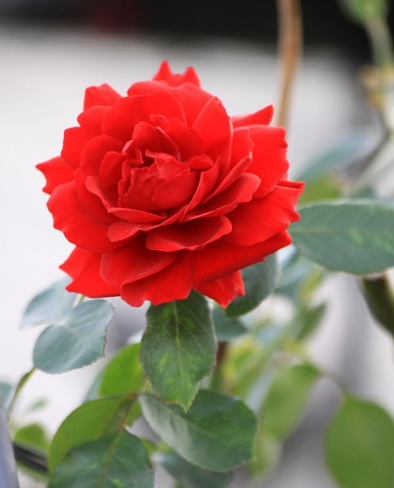 빨간색 꽃의 매력: 붉은 꽃 식물 도감