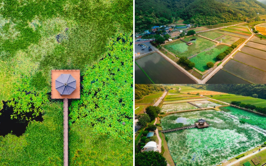 경남 고성 상리연꽃공원, 초여름 연꽃 세상이 열리는 곳