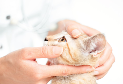 진료 받는 고양이