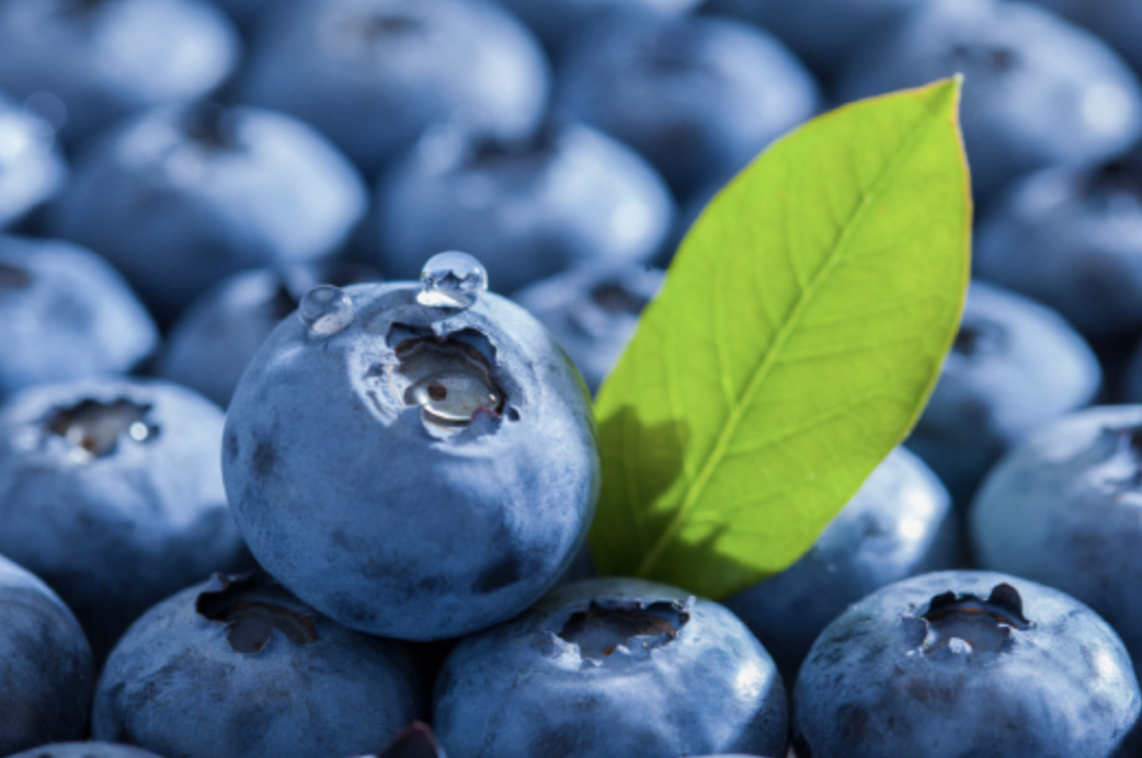블루베리 효능