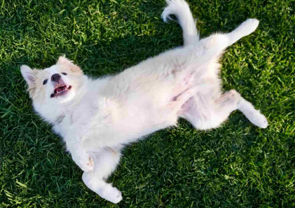 개가 배를 보이는 이유.