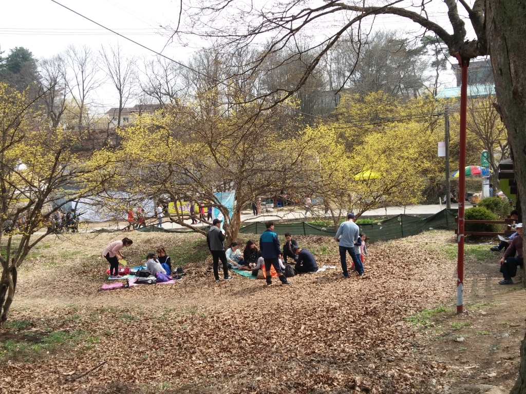 이천 백사 산수유 꽃 축제 기본일정과 프로그램 소개 박일준 앵두걸스 윙크 등 출연