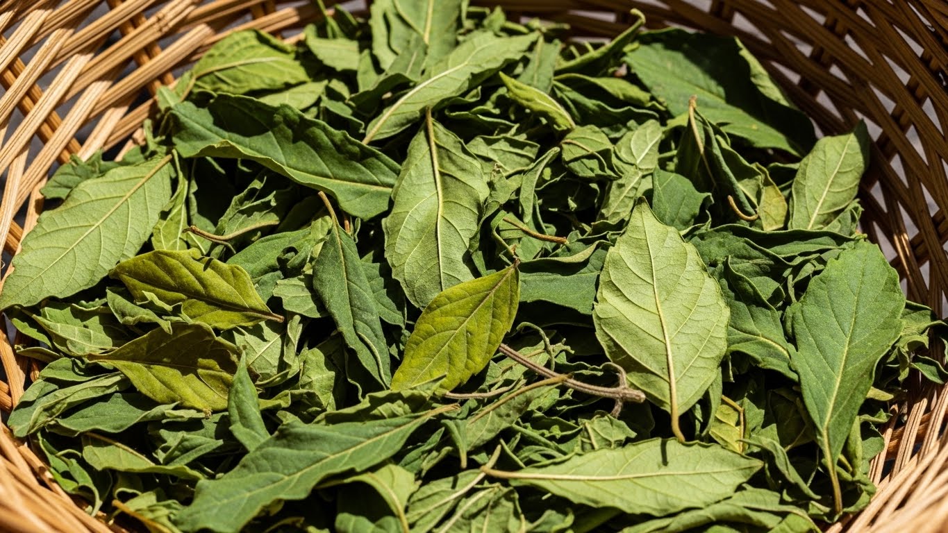 비단풀자생환경