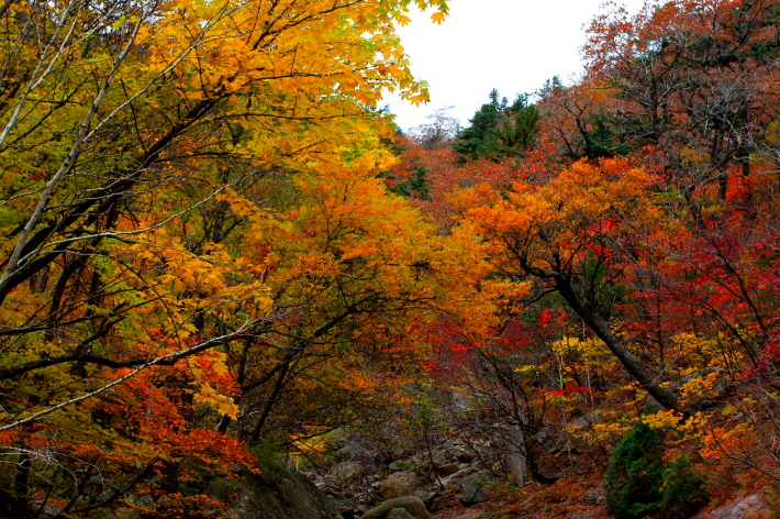 설악산단풍-5