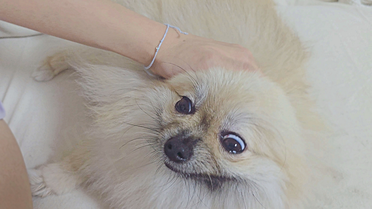 강아지를 쓰다듬는 모습