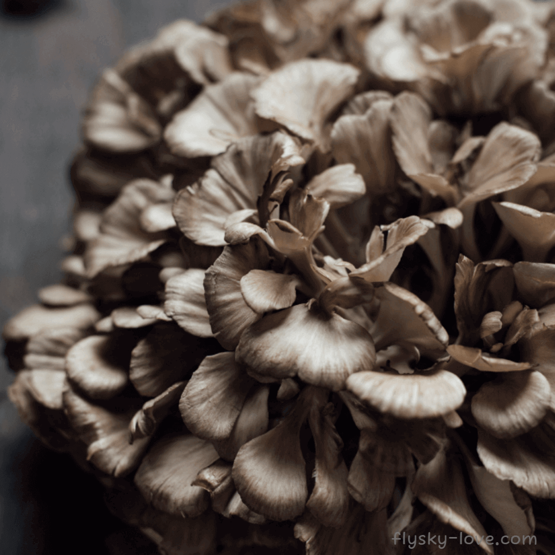 면역력의 최강 잎새버섯