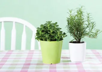 주방 허브 키우기 물주기 수확관리 세척보관 어르신도 간단 실천_11