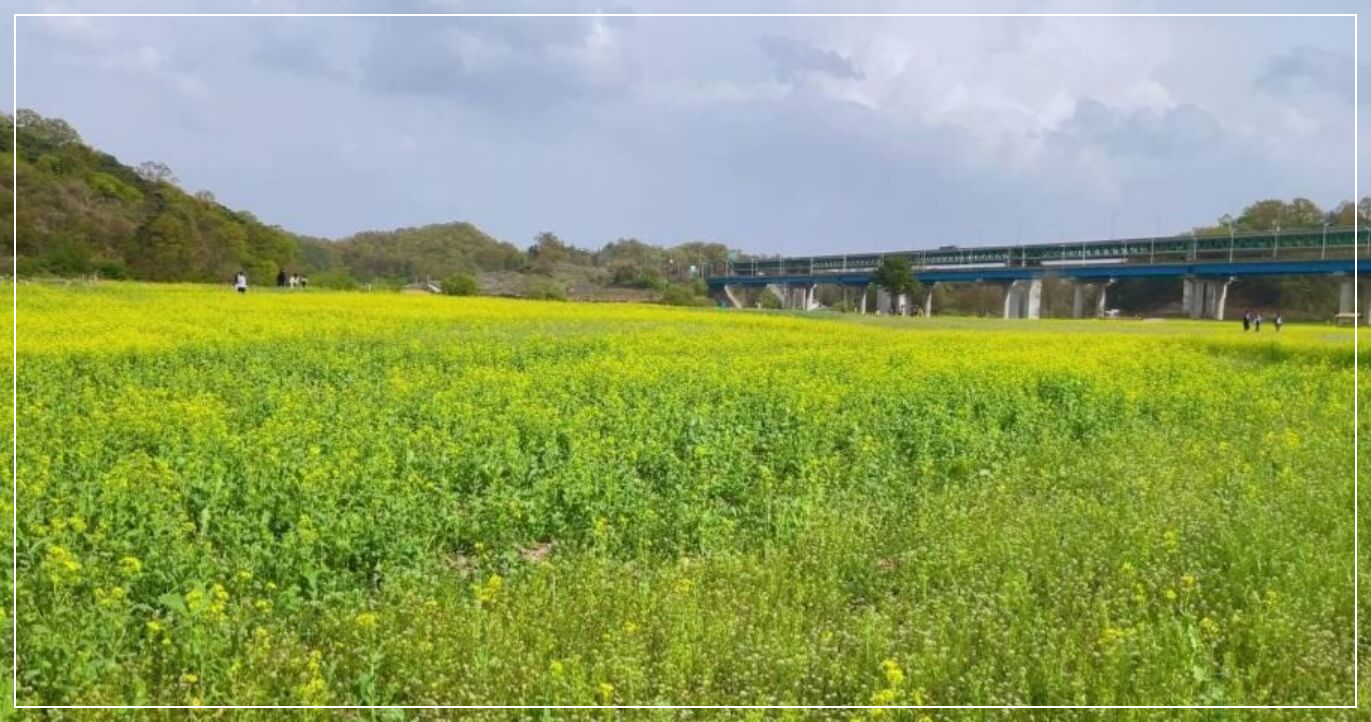 충주 가볼만한곳 베스트10 목계나루 솔밭공원