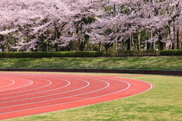 2025년 서울 벚꽃 명소 추천 (여의도 제외) 