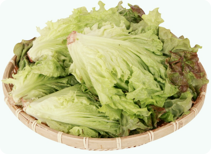 상추 파종시기-재배방법