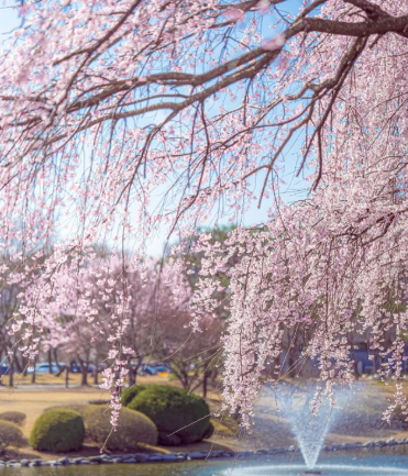 대전&middot;중부권 벚꽃 명소