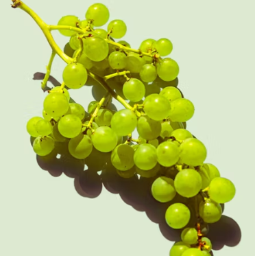 포도 효능 부작용