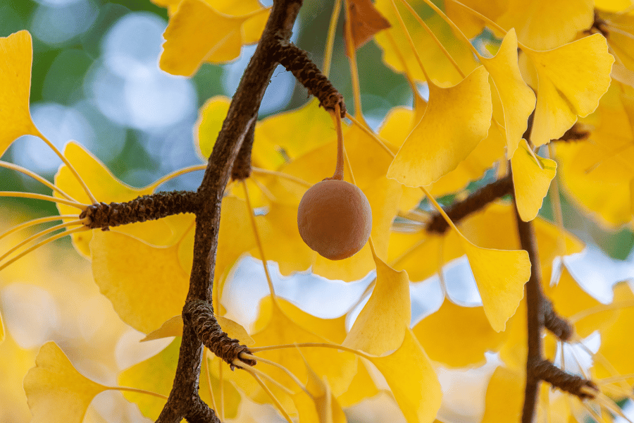 지금 꼭 가봐야 할 은행나무 명소