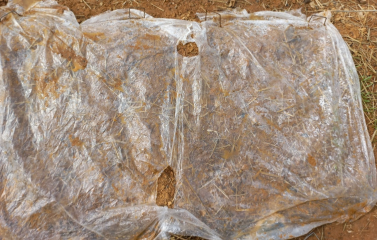 발아가 안되서 고들빼기 파종한곳에 비닐덮은 사진