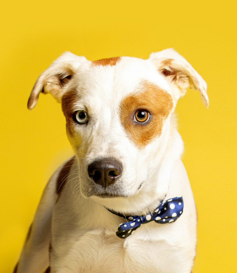 촬영 중인 반려동물 관련 사진