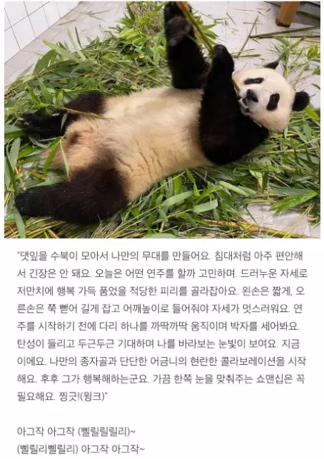 송바오 브런치 글