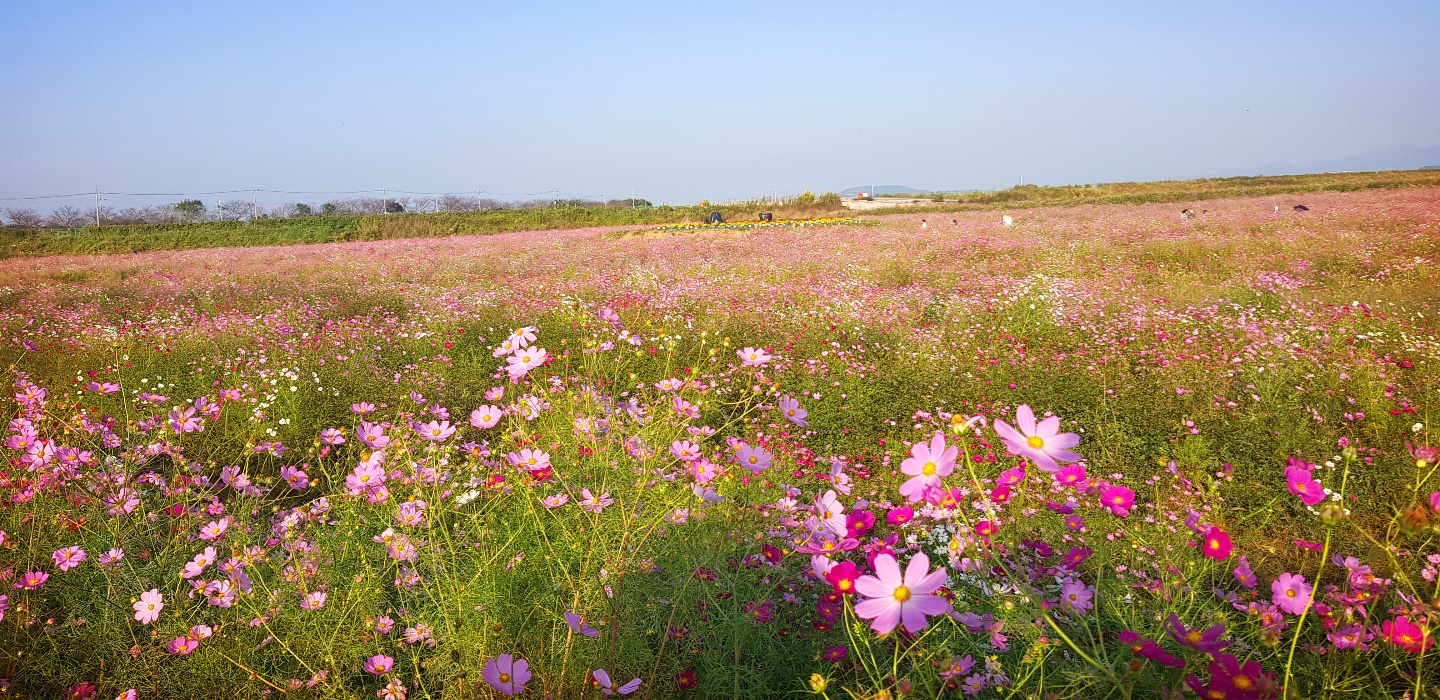 김제지평선축제