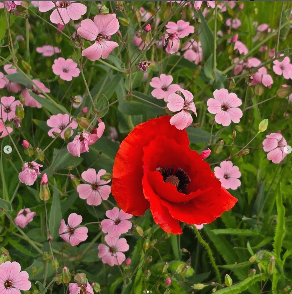 원주 용수골 양귀비꽃