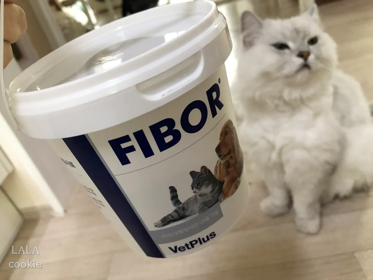 고양이-변비-장-사료-추천-후기-파이보-플라스틱-통-지켜보는-고양이