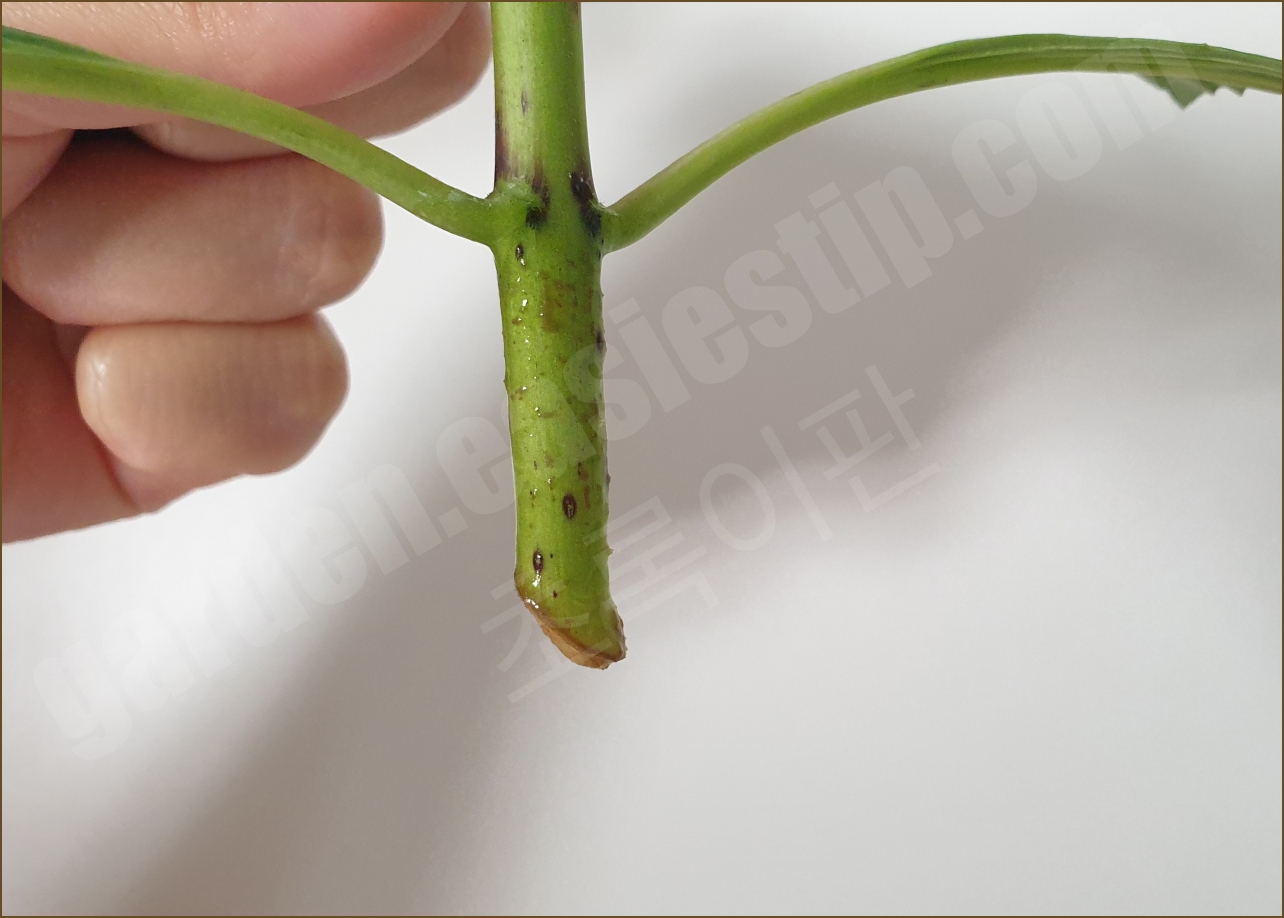 수국 줄기에서 뿌리가 나기 전 울퉁불퉁해진 모습