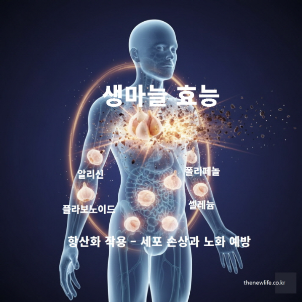 생마늘의 성분이 활성산소를 제거해 세포 손상과 노화를 예방하는 항산화 작용을 시각적으로 표현한 이미지