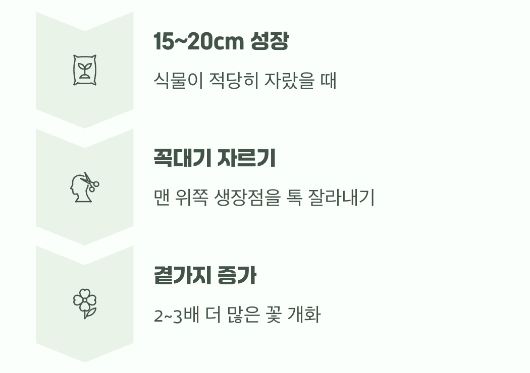 풍성한 꽃구름을 위한 마법, 순지르기