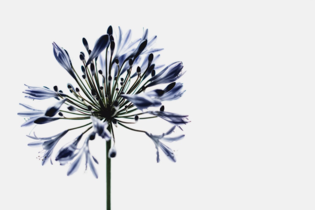 Bloom
