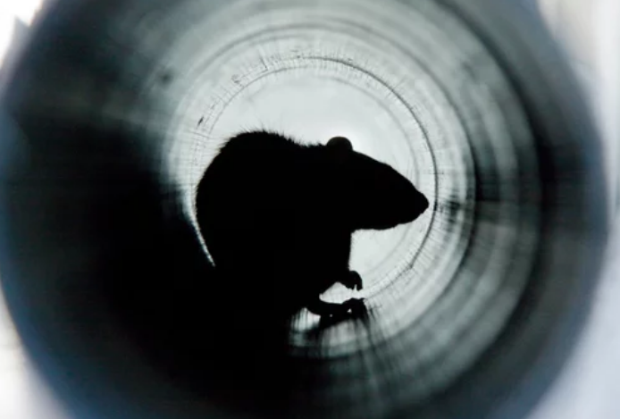 서울 중구, IoT 바이퍼로 쥐 잡기 시작