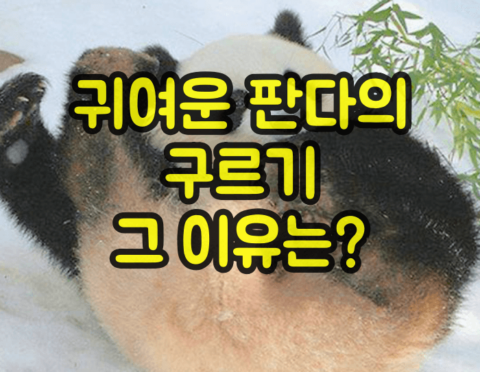 판다가 구르는 이유