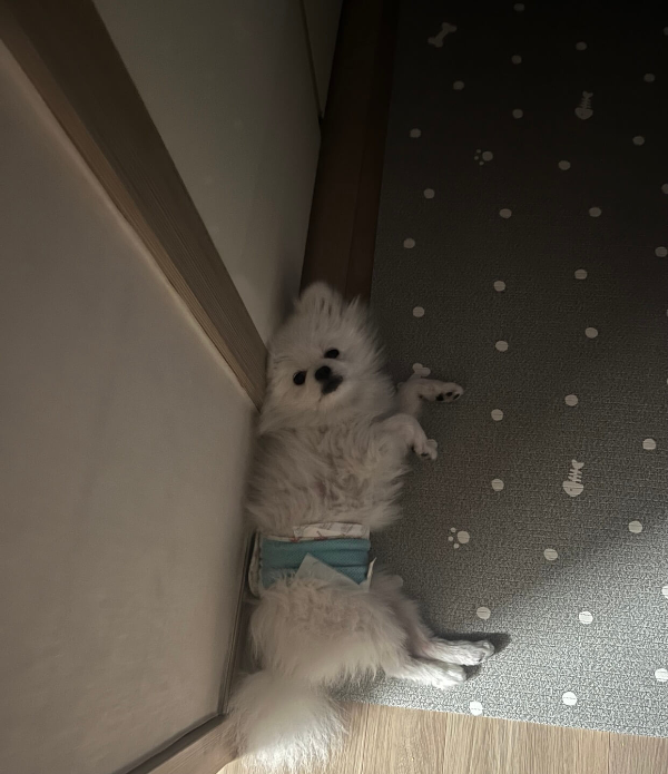 포메라니안_꾸마