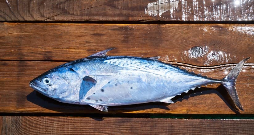 오메가3 지방산의 공급원