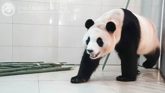 푸바오 최근 중국 근황