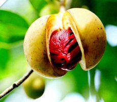 넛맥 육두구 효능